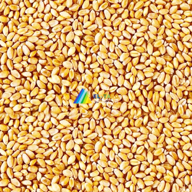 Wheats : Australia and US