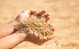 Vietnam rice exports to Taiwan continue to rise