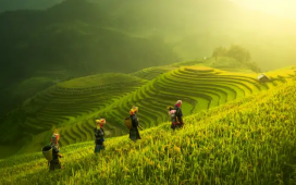 Vietnam to cut annual rice exports by 44% to 4 million tons by 2030