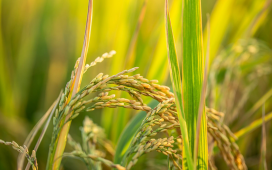 Rice export growth highest in 10 years
