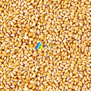 Wheats : Australia and US