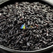  VIETNAM STICKY BLACK RICE - 5% BROKEN