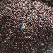 VIETNAM PURPLE RICE - 5% BROKEN