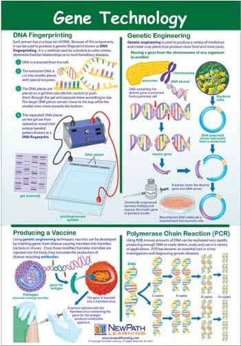 Gene Technology Poster, Laminated