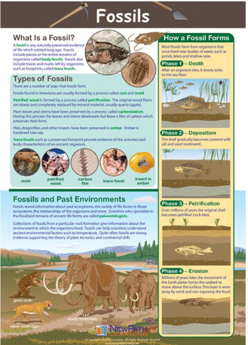 Fossils Poster, Laminated