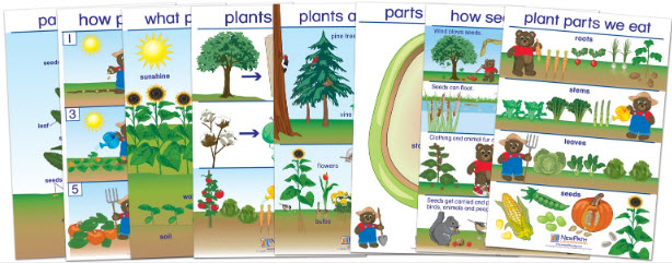 All About Plants Bulletin Board Chart Set of 8 - Early Childhood