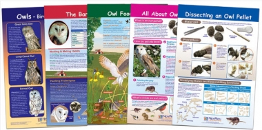 Owl and Owl Pellets Bulletin Board Chart Set