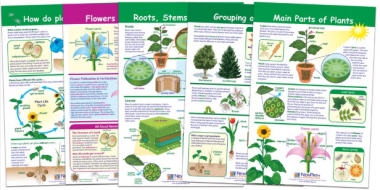 All About Plants Bulletin Board Chart Set, Gr. 3-5