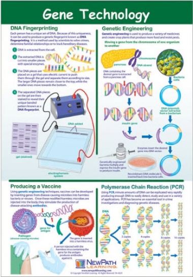 Gene Technology Poster, Laminated