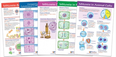 Mitosis Bulletin Board Chart Set of 5