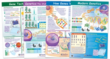 Genetics and Heredity Poster Set of 4 - Laminated - 23" x 35"