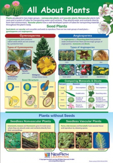 All About Plants Poster, Laminated