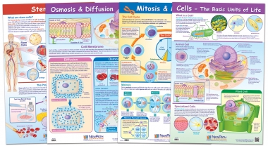 Cell Structure and Processes Poster Set of 4 - Laminated - 23" x 35"