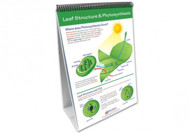 Photosynthesis and Cellular Respiration Curriculum Mastery® Flip Chart Set