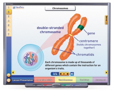 Chromosomes, Genes & DNA Multimedia Lesson - CD Version