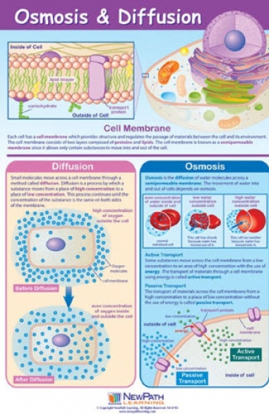 Osmosis & Diffusion Poster, Laminated