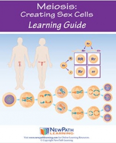 Meiosis: Creating Sex Cells Student Learning Guide - Grades 6 - 10 - Downloadable eBook