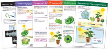 Photosynthesis & Respiration Bulletin Board Chart Set of 6
