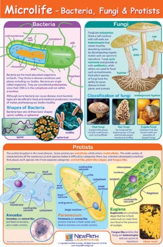  Microlife Poster, Laminated