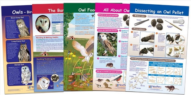  Owl and Owl Pellets Bulletin Board Chart Set