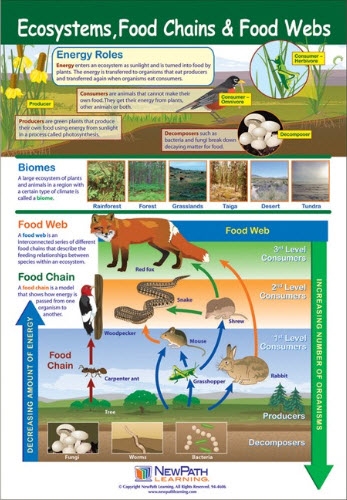  Ecosystems, Food Chains & Food Webs Poster, Laminated