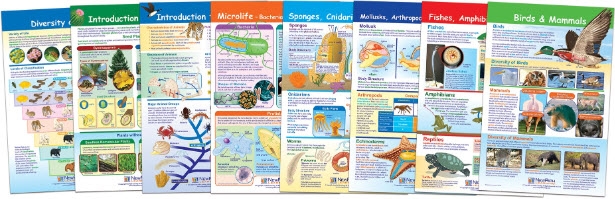  Diversity of Life Bulletin Board Chart Set of 8