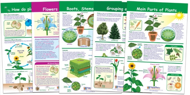  All About Plants Bulletin Board Chart Set, Gr. 3-5