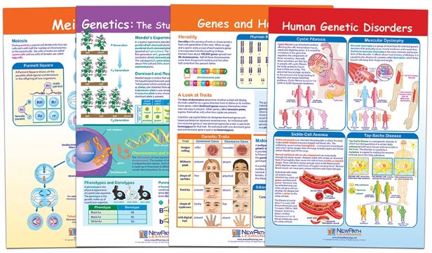  Genetics and Heredity Bulletin Board Chart Set