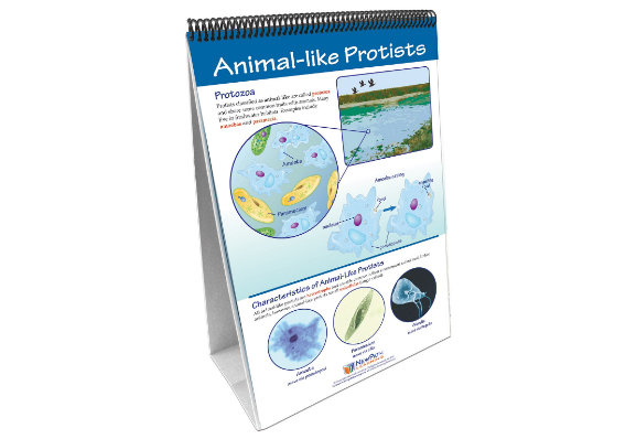 Protists: Pond Microlife Curriculum Mastery® Flip Chart Set