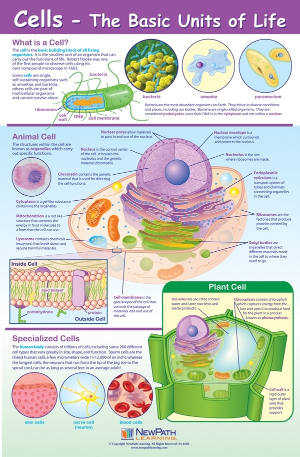  Cells Poster, Laminated