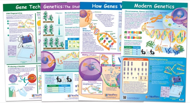  Genetics and Heredity Poster Set of 4 - Laminated - 23" x 35"