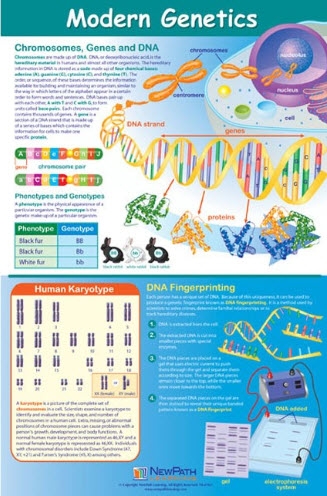  Modern Genetics Poster, Laminated