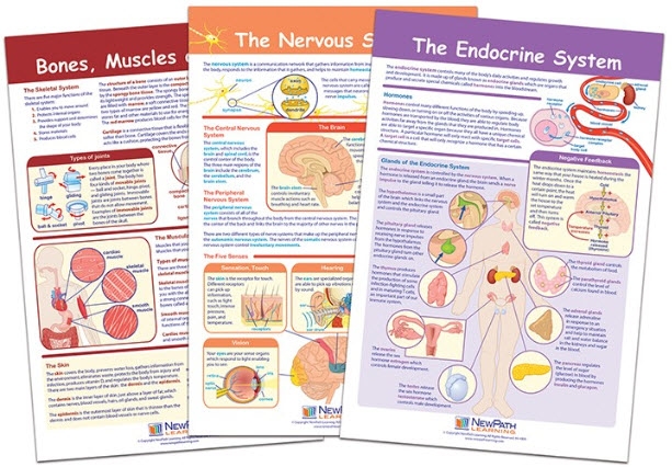  Moving and Controlling the Body Bulletin Board Chart Set