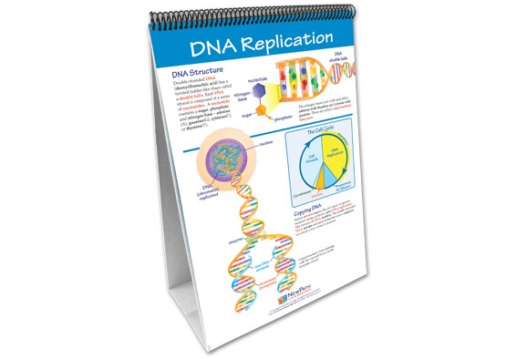 Mitosis: Cell Growth and Division Curriculum Mastery® Flip Chart Set