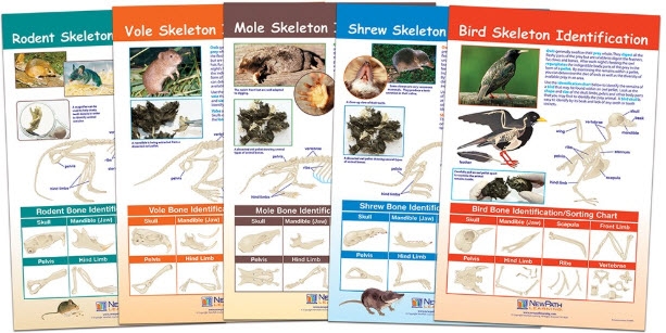  Prey Identification Bulletin Board Chart Set of 5