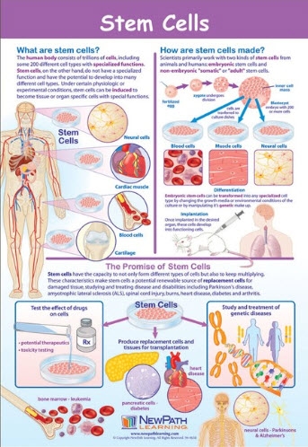  Stem Cells Poster, Laminated