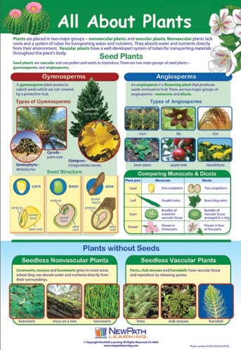  All About Plants Poster, Laminated