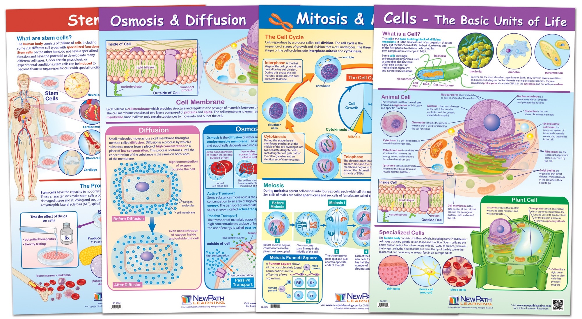  Cell Structure and Processes Poster Set of 4 - Laminated - 23" x 35"