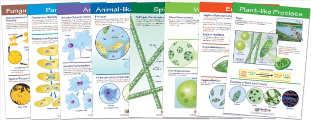  Protists: Pond Microlife Bulletin Board Set of 8