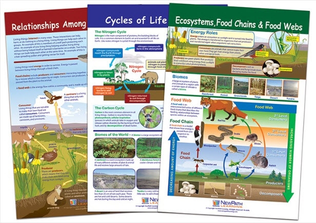  Ecology Bulletin Board Chart Set