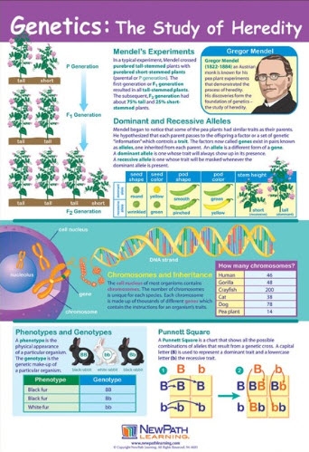  Genetics: The Study of Heredity Poster, Laminated