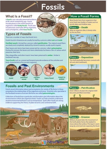  Fossils Poster, Laminated