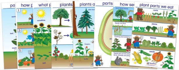  All About Plants Bulletin Board Chart Set of 8 - Early Childhood