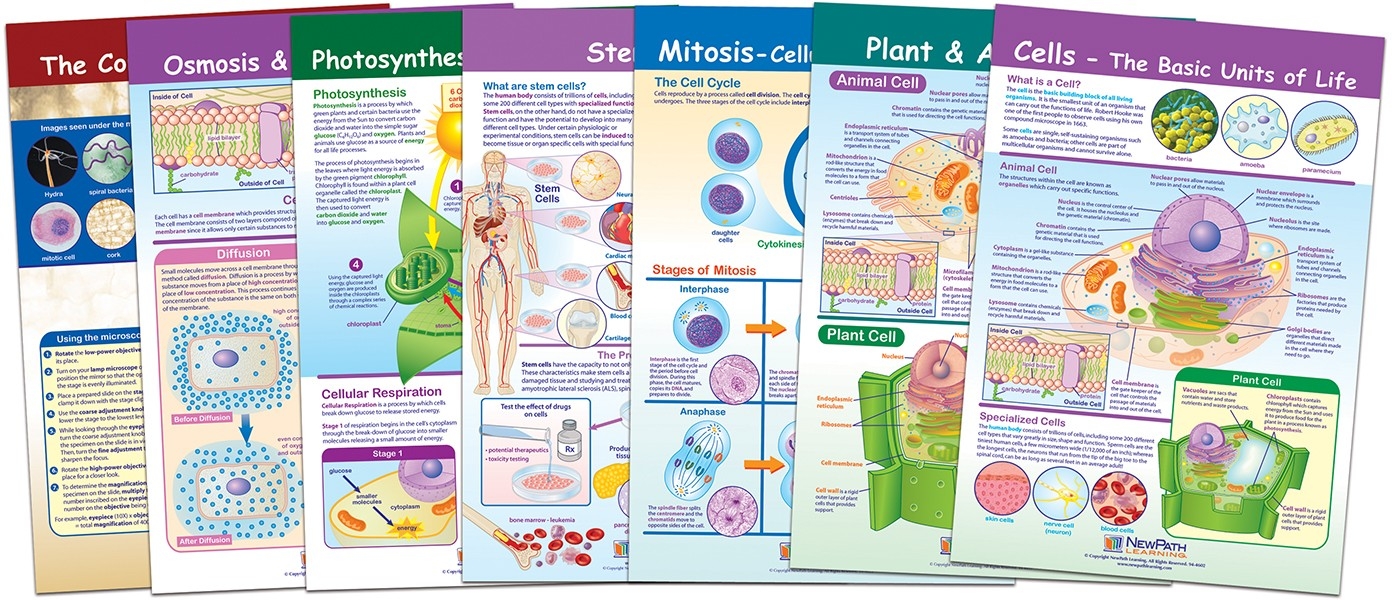  Cells Bulletin Board Chart Set of 7