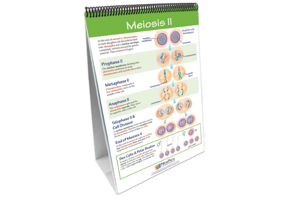 Meiosis Curriculum Mastery® Flip Chart Set