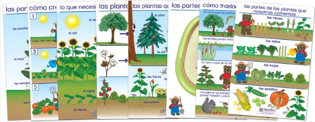  All About Plants Bulletin Board Chart Set of 8 - Early Childhood Spanish Edition