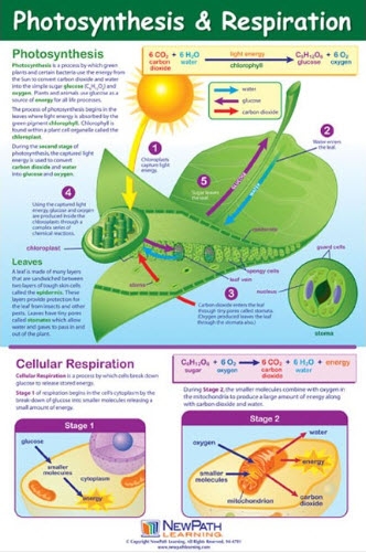  Photosynthesis & Respiration Poster, Laminated