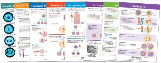  Meiosis Bulletin Board Chart Set of 8