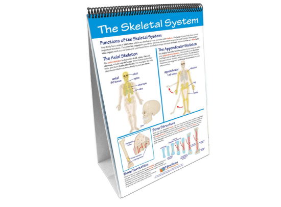 Human Body I: Moving and Controlling the Body Curriculum Mastery® Flip Chart Set