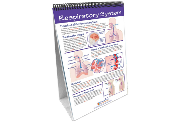 Human Body II: Providing Fuel and Transportation Curriculum Mastery® Flip Chart Set